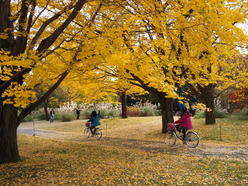 昭和記念公園 2014/11/16