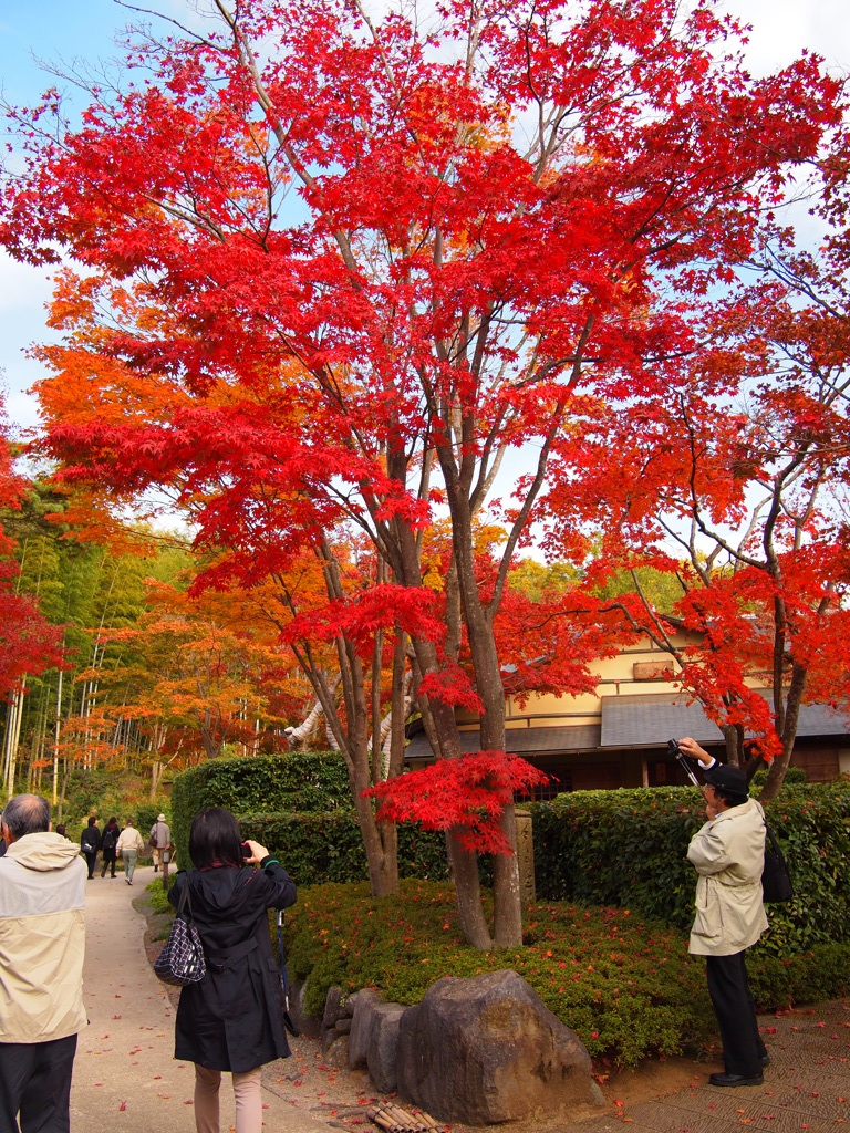 昭和記念公園 2014/11/16