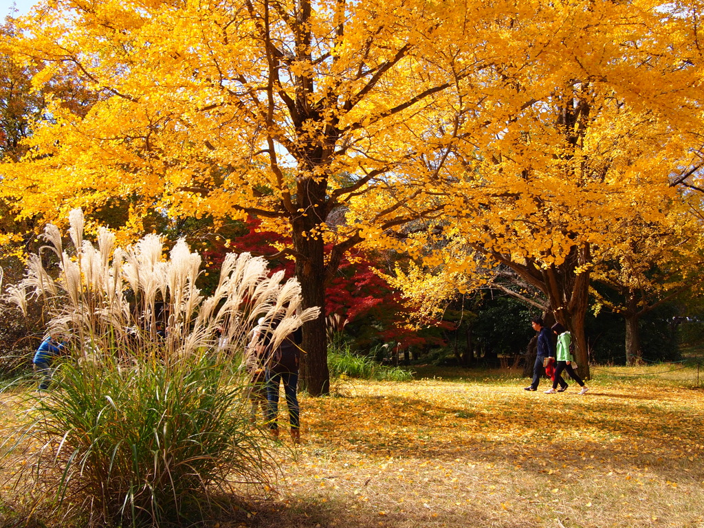 昭和記念公園 2014/11/16