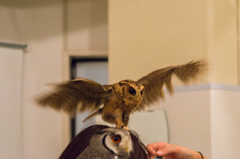 フクロウカフェから_その2