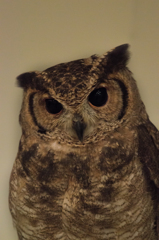 フクロウカフェから_その1