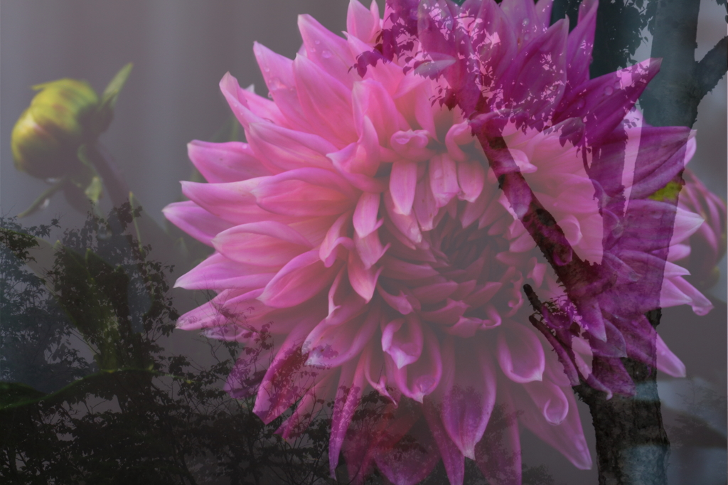 Dahlia in the fog