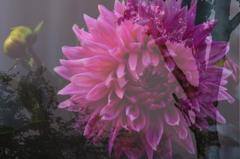 Dahlia in the fog