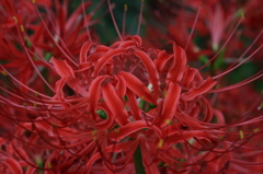 彼岸花～曼珠沙華～