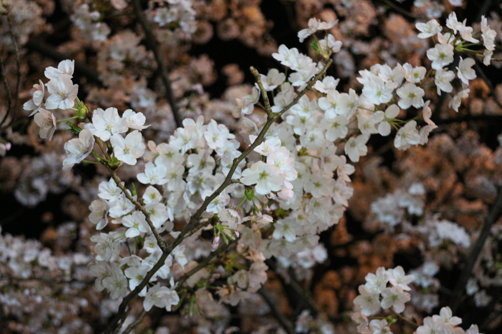 目黒の夜桜②