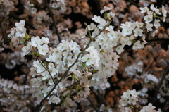 目黒の夜桜②