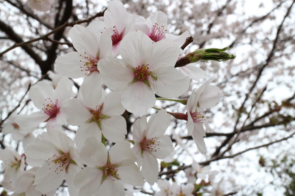 春の庭木～桜①～