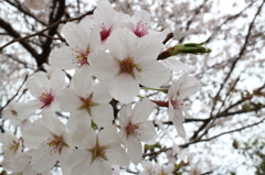 春の庭木～桜①～