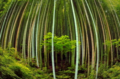 竹林