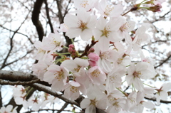 春の庭木～桜②～