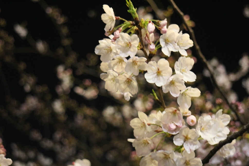 目黒の夜桜①