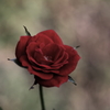 ミニ薔薇