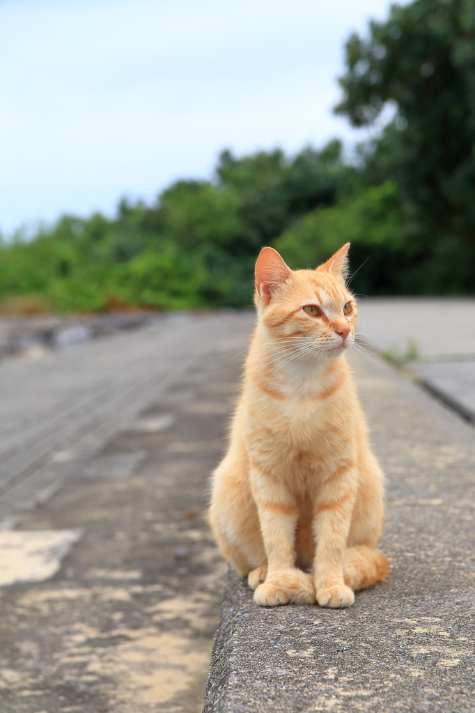 石垣島のねこ 1