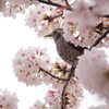 桜とヒヨドリ