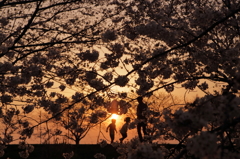 夕日と桜Ⅱ