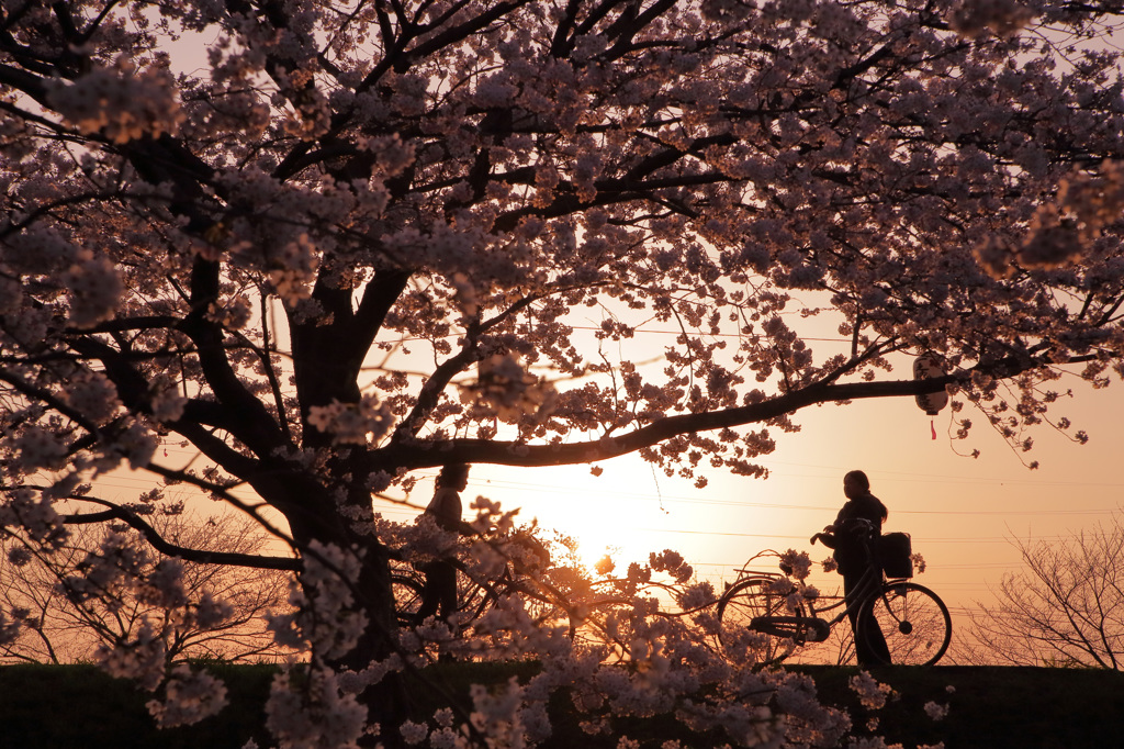 夕日と桜Ⅰ