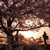夕日と桜Ⅰ