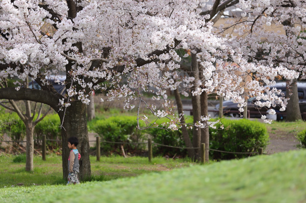 桜の木の下で