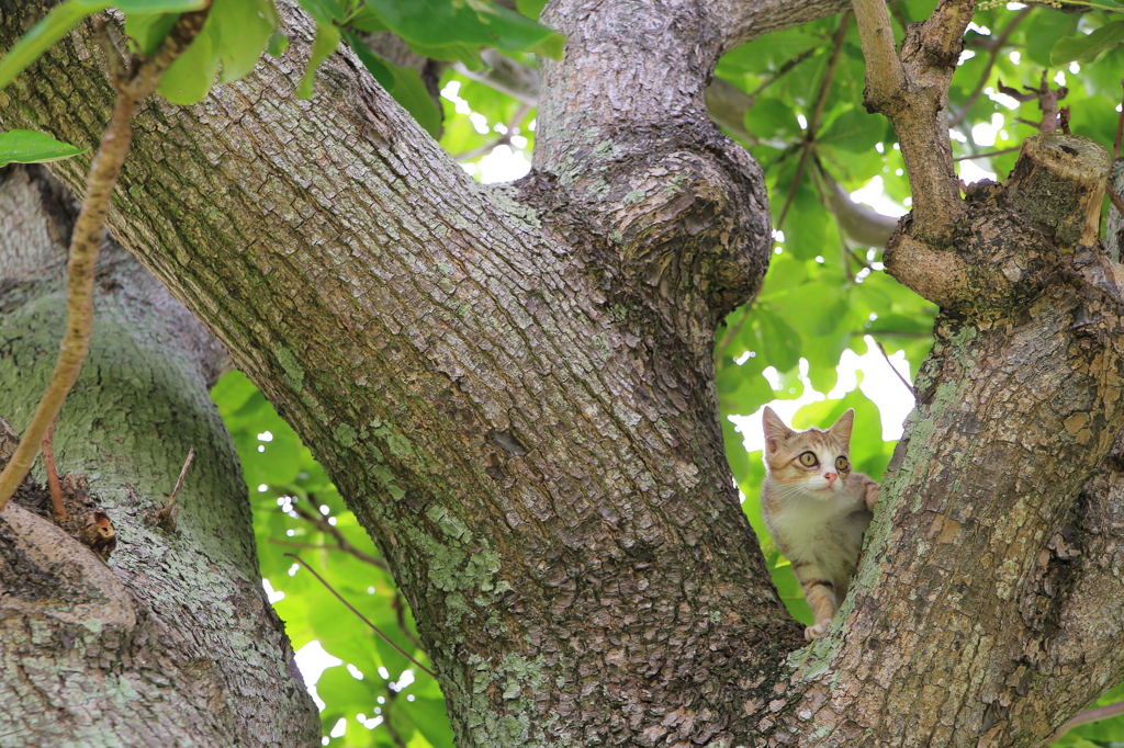 石垣島のねこ 2