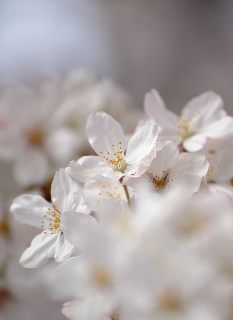 ふわ桜