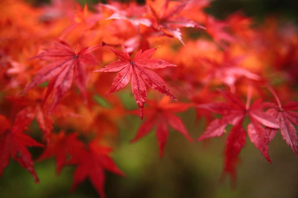 紅葉