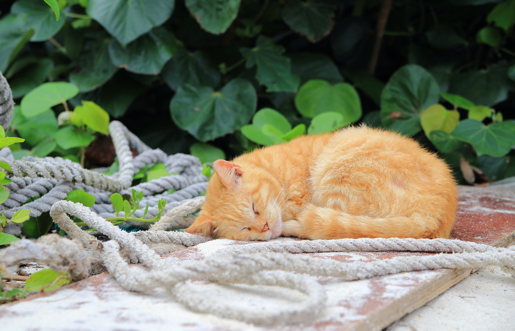 石垣島のねこ 4