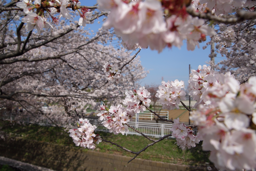 最後のお花見