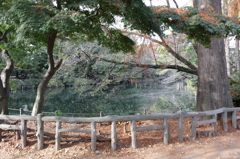 井の頭公園の池