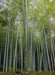 京都の竹林