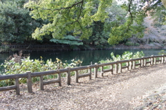 井の頭公園