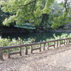 井の頭公園