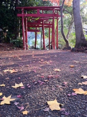 秋の井の頭公園２