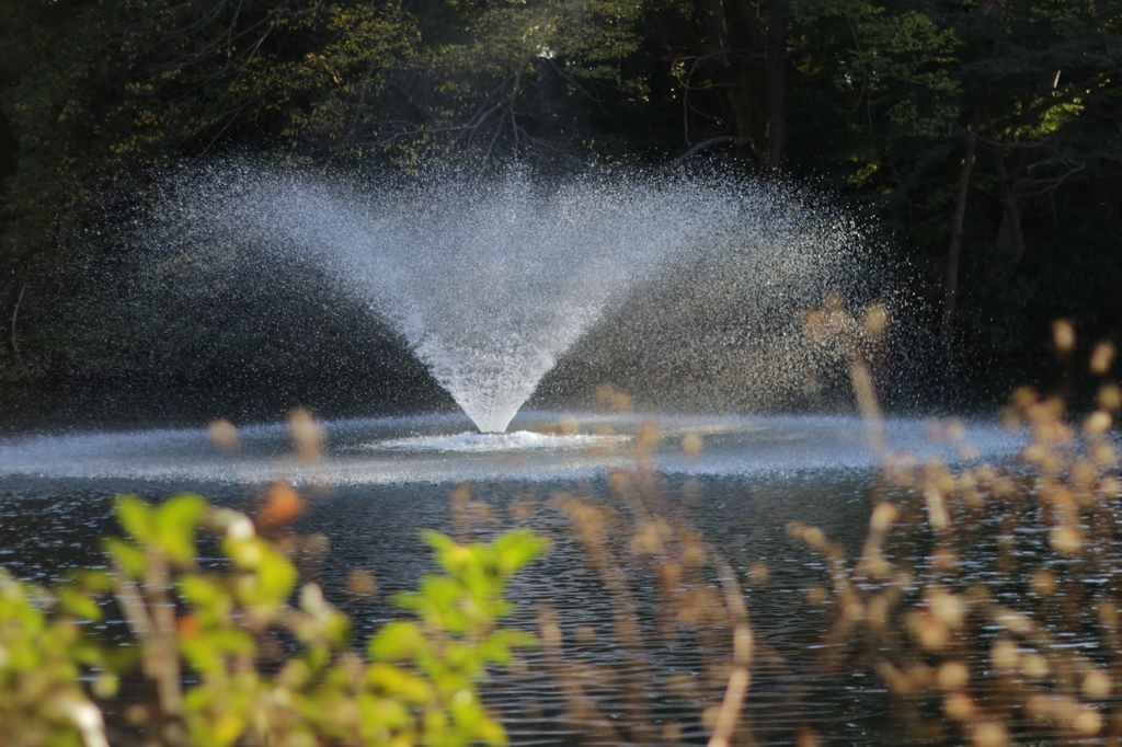 井の頭公園の噴水