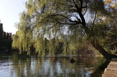 井の頭公園の柳