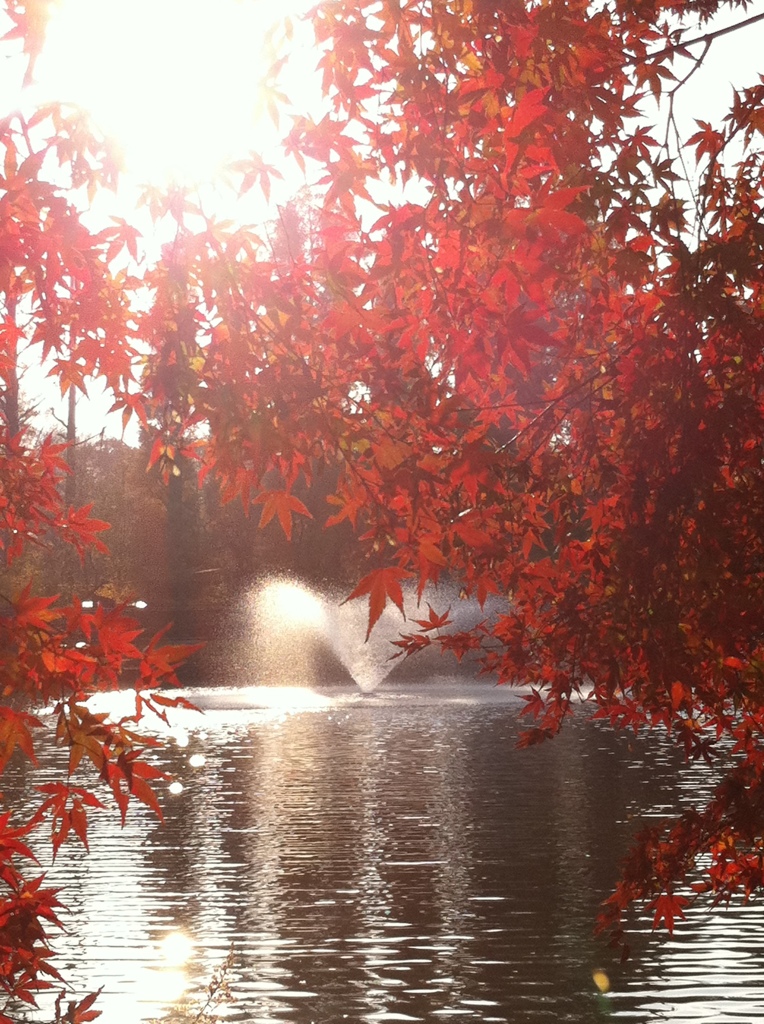 秋の井の頭公園