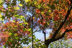 新宿御苑の紅葉