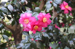 山茶花＠井の頭公園