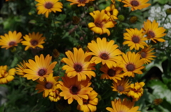 北鎌倉の花