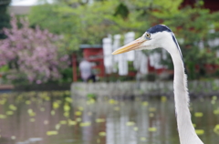 鎌倉のアオサギ