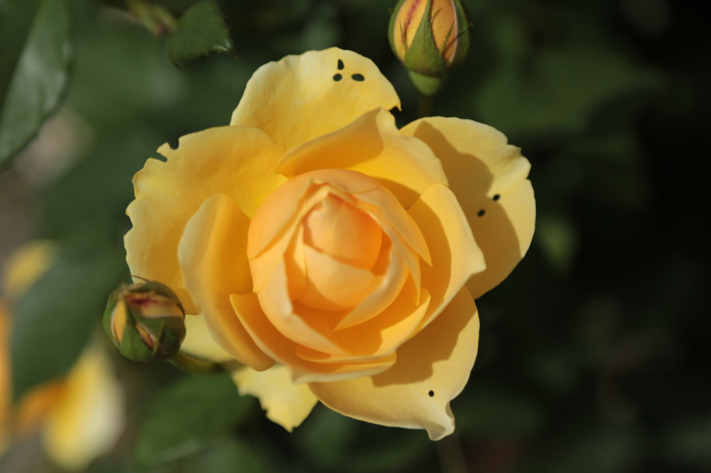 花びらに謎の虫食いが１．２．３