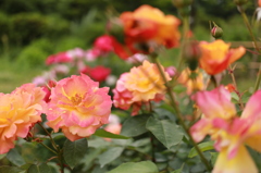 南部丘陵公園薔薇園2