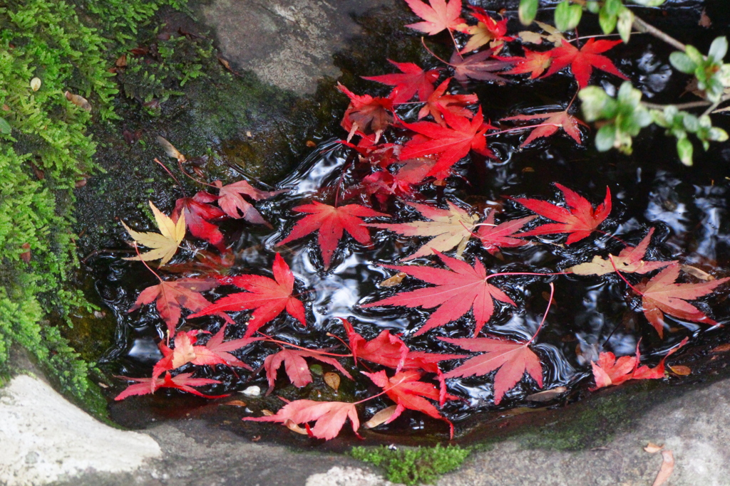 永源寺ダム　紅葉1