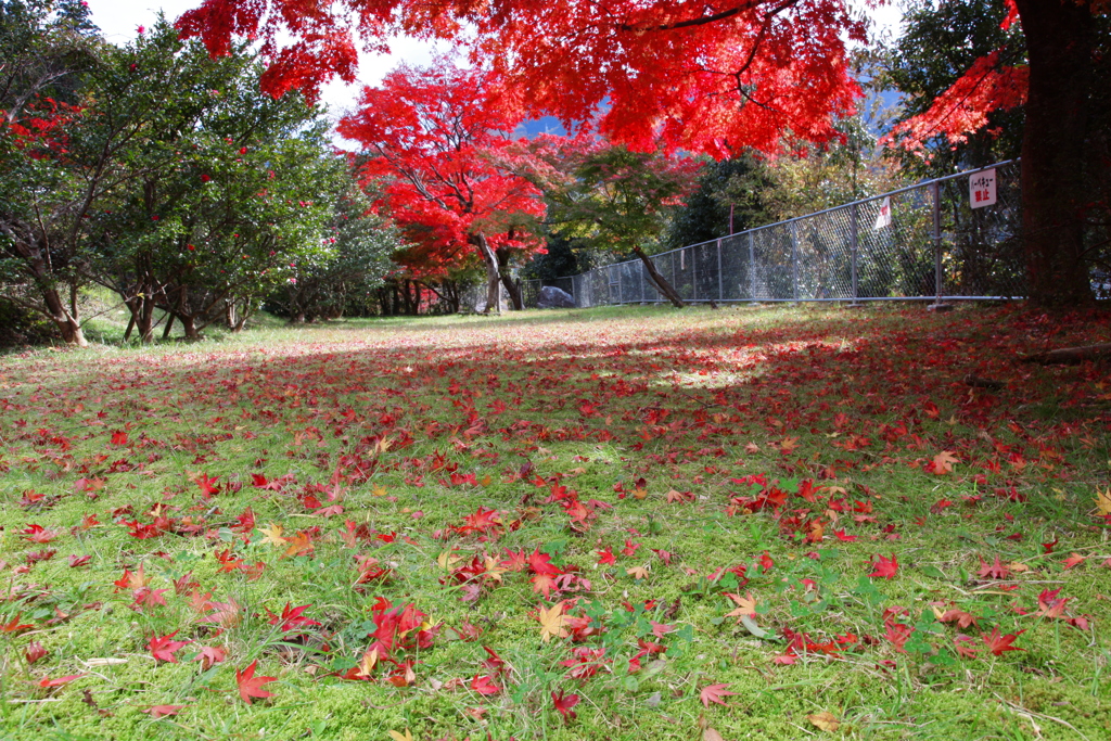 永源寺ダム　紅葉4