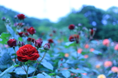 南部丘陵公園薔薇園