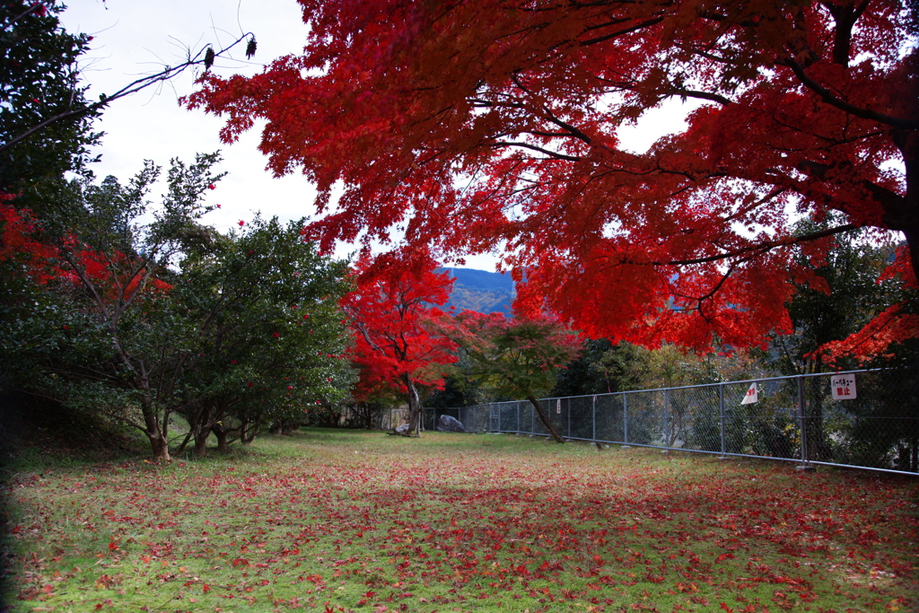 永源寺ダム　紅葉3