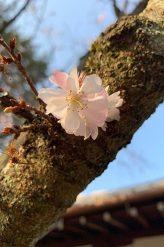 平野神社の十月桜