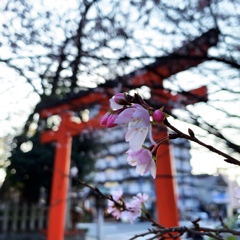 平野神社の十月桜