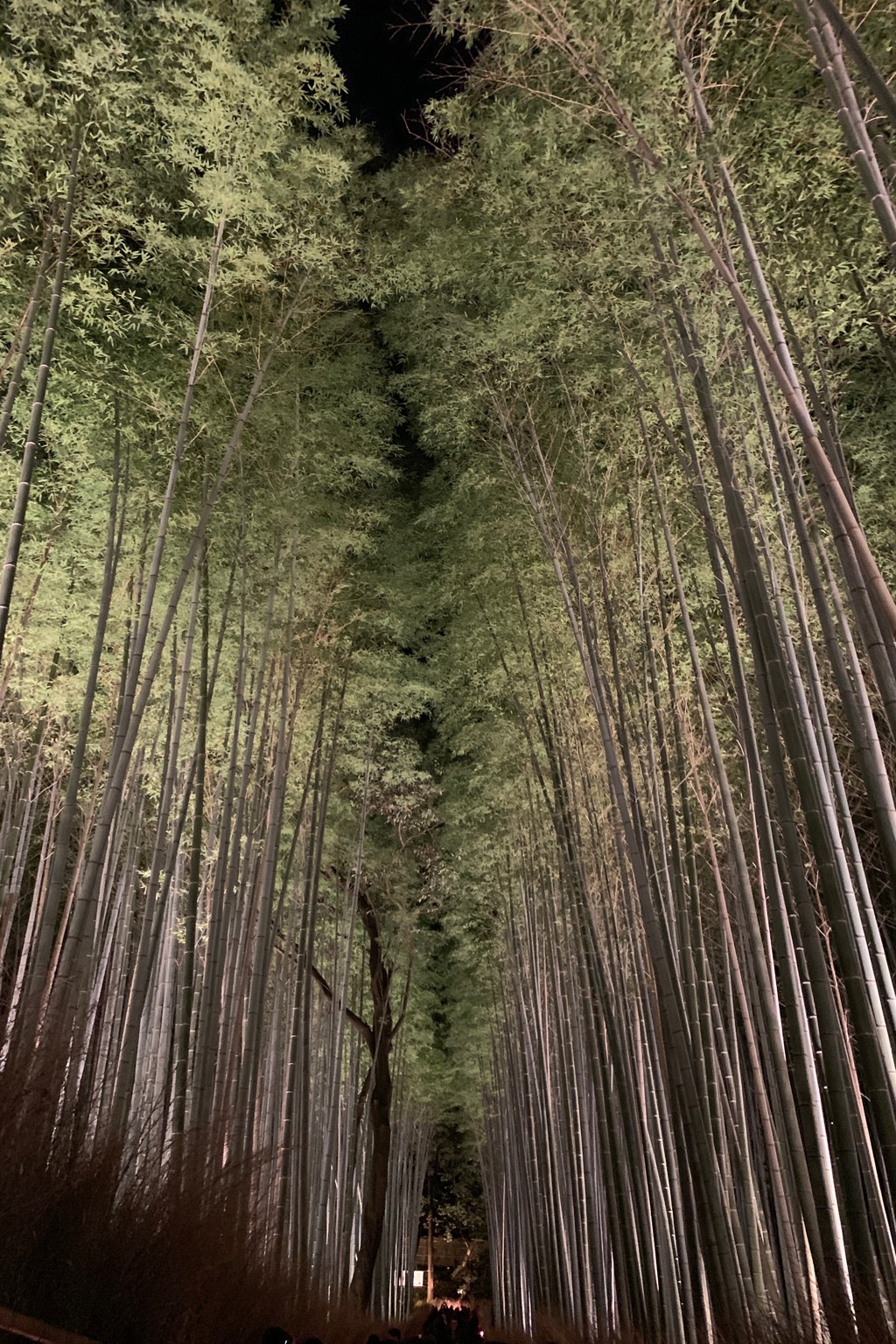 京都 嵐山花灯路2018
