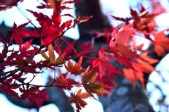 紅葉