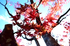 紅葉